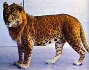 leonepardo