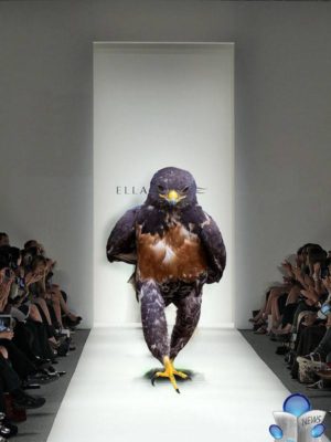 uccello_fotogenico_virale_newslandia-10