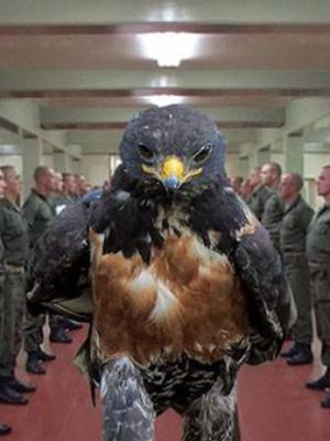 uccello_fotogenico_virale_newslandia-11