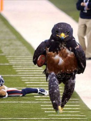 uccello_fotogenico_virale_newslandia-12