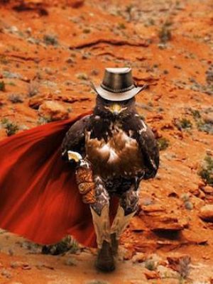 uccello_fotogenico_virale_newslandia-5