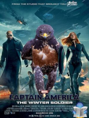 uccello_fotogenico_virale_newslandia-8